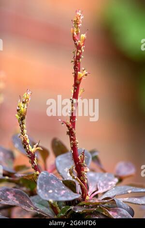 Befall der Berberberlaphid (Liosomaphis berberidis) an jungen Triebe von Berberis thunbergii var atropurpureum, Berkshire, Juni Stockfoto