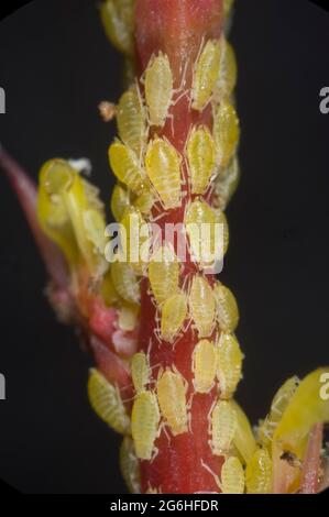 Befall der Berberberlaphid (Liosomaphis berberidis) an jungen Triebe von Berberis thunbergii var atropurpureum, Berkshire, Juni Stockfoto