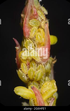 Befall der Berberberlaphid (Liosomaphis berberidis) an jungen Triebe von Berberis thunbergii var atropurpureum, Berkshire, Juni Stockfoto