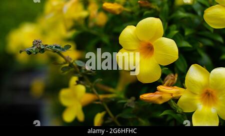 Schöne gelbe Blüten von Allamanda, gelber allamanda, Goldene Trompete, Goldene Trompete Rebe, Gelbe Glocke (Allamanda cathartica) blühen auf Strauch Stockfoto