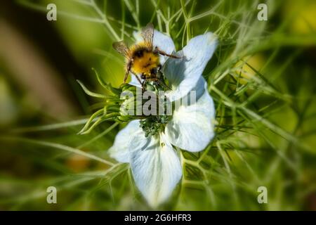 Biene auf Nigella (Teufel im Busch, Liebe im Nebel) Gartenblume , natürliche Umwelt Porträt Stockfoto