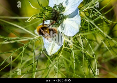 Biene auf Nigella (Teufel im Busch, Liebe im Nebel) Gartenblume , natürliche Umwelt Porträt Stockfoto