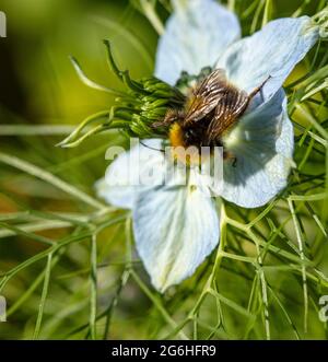 Biene auf Nigella (Teufel im Busch, Liebe im Nebel) Gartenblume , natürliche Umwelt Porträt Stockfoto