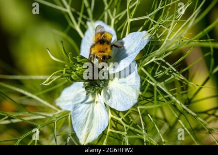 Biene auf Nigella (Teufel im Busch, Liebe im Nebel) Gartenblume , natürliche Umwelt Porträt Stockfoto