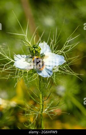 Biene auf Nigella (Teufel im Busch, Liebe im Nebel) Gartenblume , natürliche Umwelt Porträt Stockfoto