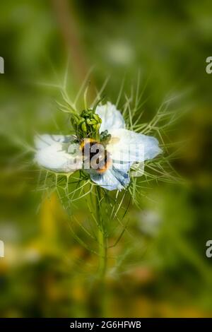 Biene auf Nigella (Teufel im Busch, Liebe im Nebel) Gartenblume , natürliche Umwelt Porträt Stockfoto