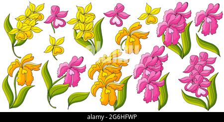 Orchideen. Großer Satz Orchideenblüten. Gelbe und rosa Blüten, einzelne Elemente. Niedliche Blumen im Handzeichnen-Stil Stock Vektor