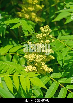 Blütenknospen vom Essigbaum, Rhus typhina Stockfoto