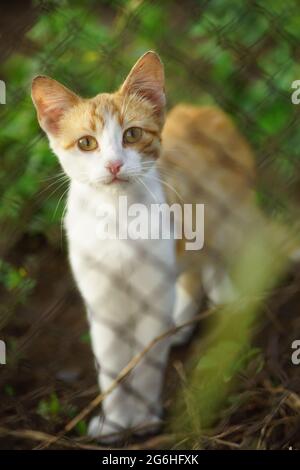 FlYong Ingwer weiße Katze Spaziergang auf dem grünen Gras im Sommergarten. Stockfoto