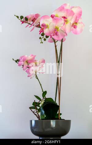 Pink Artificial Orchid in East Grinstead zu sehen Stockfoto