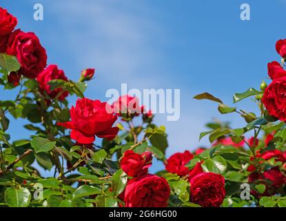 Blühende rote Hybrid-Teerosen vor blauem Himmel Stockfoto