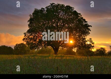 sonnenaufgang im ortenau-Gebiet in deutschland Stockfoto