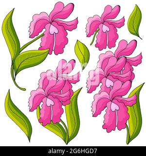 Orchideen. Set von Orchideenblüten. Rosa Blüten, einzelne Elemente. Niedliche Blumen im Handzeichnen-Stil Stock Vektor