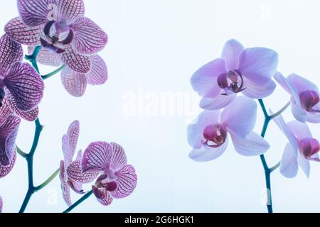 Lila Orchideen Blumen auf himmelblauem Hintergrund, Nahaufnahme. Orchideen von Phalaenopsis Stockfoto