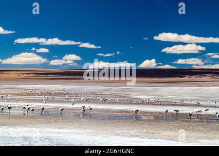 Flamingos in rot gefärbten Laguna Colorada See in Bolivien Stockfoto