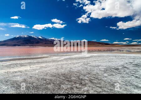 Flamingos in rot gefärbten Laguna Colorada See in Bolivien Stockfoto