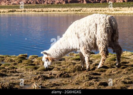 Lama (Alpaka) grast an einem See auf dem bolivianischen Altiplano Stockfoto