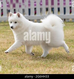 amerikanischer eskimo Hund, japanischer spitz Stockfoto