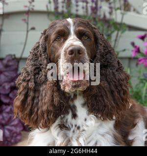 English Springer Spaniel Stockfoto