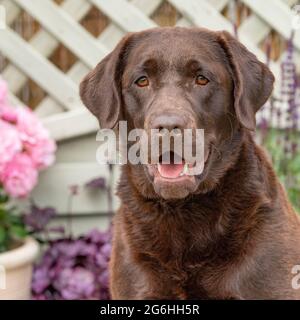 labrador reriever, Schokolade Stockfoto