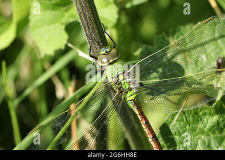 Eine neu aufgetauchte Kaiser-Fliege, Anax Imperator, auf einer Pflanze bunter. Stockfoto