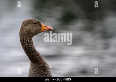 Single Gans mit Blick auf das Wasser Stockfoto