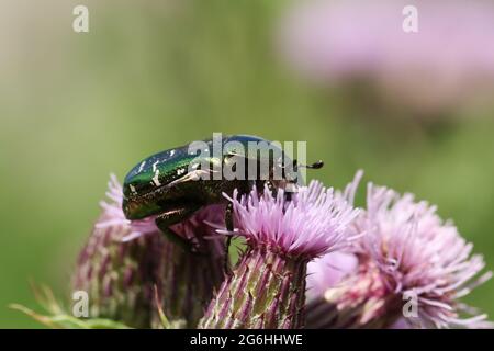 Ein hübscher Rose Chafer oder grüner Rose Chafer Beetle, Cetonia aurata, bestäubende Distelblüten. Stockfoto