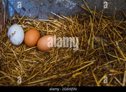 Frisch gelegte Hühnereier im Stroh auf dem Bauernhof Stockfoto