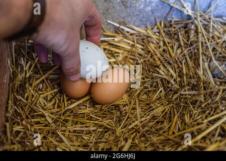 Auf dem Bauernhof frisch gelegte Hühnereier von Hand im Stroh abholen Stockfoto