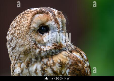 Schönes Braunes Eule Vogel Porträt Stockfoto