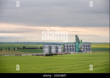 Three Hills, Alberta – 4. Juli 2021: Großer Getreideaufzug vor Three Hills, Alberta. Stockfoto