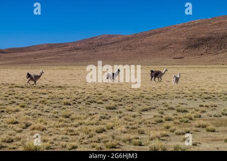 Herde von Lamas (Alpakas) im Gebiet Aguanapampa bei bolivianischem Altiplano Stockfoto