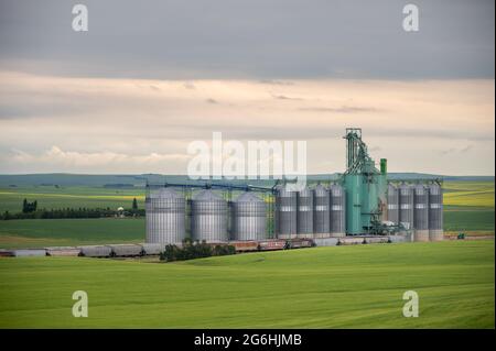 Three Hills, Alberta – 4. Juli 2021: Großer Getreideaufzug vor Three Hills, Alberta. Stockfoto