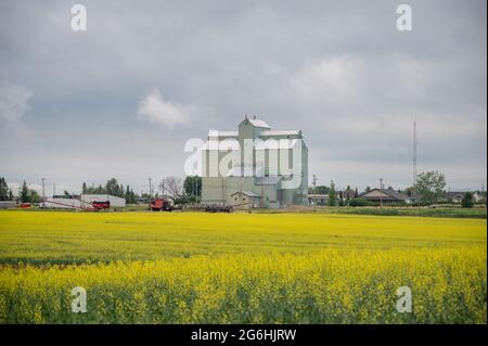 Three Hills, Alberta - 4. Juli 2021: Old Alberta Wheat Pool Grain Elevator in Trochu, Alberta. Stockfoto