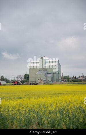 Three Hills, Alberta - 4. Juli 2021: Old Alberta Wheat Pool Grain Elevator in Trochu, Alberta. Stockfoto