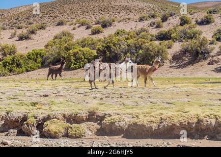 Herde von Lamas (Alpakas) im Gebiet Aguanapampa bei bolivianischem Altiplano Stockfoto