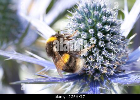 Eryngium und Bee Stockfoto