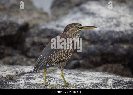 Nahaufnahme des Lava Heron (Butorides sundevalli), der auf Felsen auf den Galapagos-Inseln, Ecuador, steht. Stockfoto