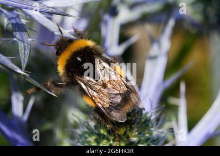 Eryngium und Bee Stockfoto