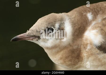 Eine Kopfaufnahme einer jungen Schwarzkopfmöwe, Chroicocephalus ridibundus, die am Ufer am Rande eines Sees sitzt. Stockfoto