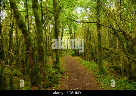 Mystischer Wald im französischen jura Stockfoto
