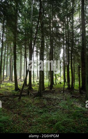 Wald am frühen Morgen mit Nebel im Hintergrund. Stockfoto