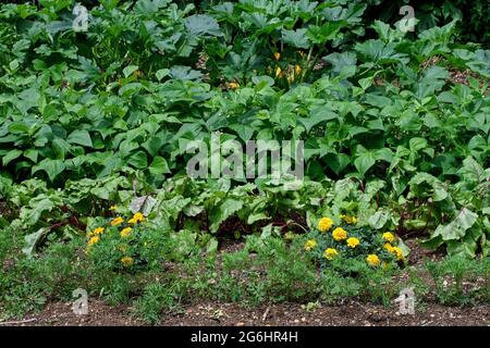 Ringelblumen, eingebettet zwischen roten Rüben, Karotten, grünen Bohnen und Sommerkürbis. Ringelblumen sind Begleiterpflanzen und halten Nematoden vom Attac ab Stockfoto