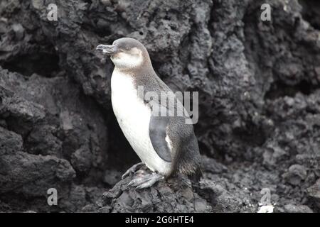 Porträt des Galápagos-Pinguins (Spheniscus mendiculus) auf Lavagesteinen der Galapagos-Inseln, Ecuador. Stockfoto