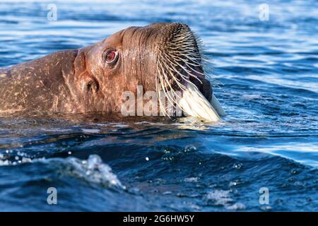 Erwachsene Walrohren, Odobenus rosmarus, schwimmen im Arktischen Ozean vor der Küste von Svalbard. Nahaufnahme des Seitenprofils mit dem Gesicht, das aus dem Wasser tritt Stockfoto