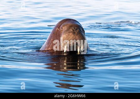 Erwachsene Walrohren, Odobenus rosmarus, schwimmen im Arktischen Ozean vor der Küste von Svalbard. Nahaufnahme von vorne, die das Gesicht zeigt, das aus dem Wasser auftaucht. Stockfoto