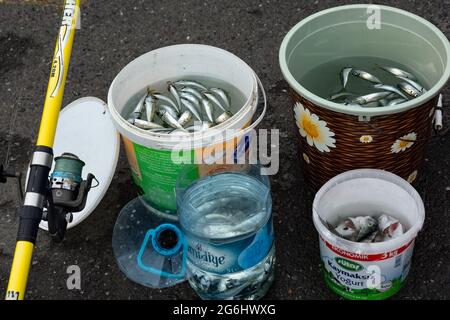 Tote kleine Fische, die in Plastikeimern gesammelt wurden, die von Angler von der Galata-Brücke in Eminonu - Istanbul, Türkei, gefangen wurden. Stockfoto