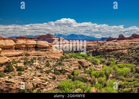 Squaw Canyon, La Sal Mountains in der Ferne, Needles District, Canyonlands National Park, Utah, USA Stockfoto