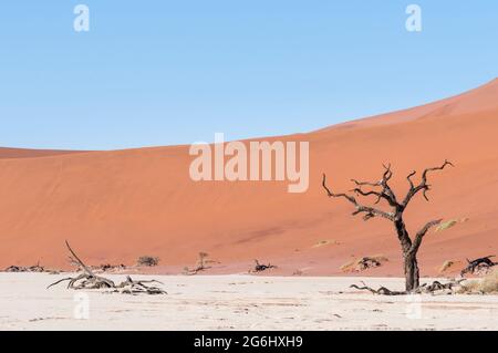 Dünen und tote Kameldornbäume , Vachellia erioloba, in der Namib Wüste, Dead Vlei, Sossusvlei, Namibia, Afrika. Stockfoto
