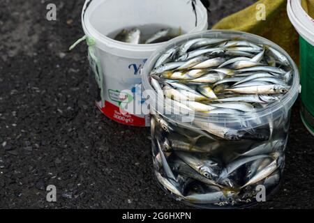 Tote kleine Fische, die in Plastikeimern gesammelt wurden, die von Angler von der Galata-Brücke in Eminonu - Istanbul, Türkei, gefangen wurden. Stockfoto